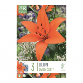 Bulbi Di Giglio - 2 Bulbi Per Giardino O Balcone, Fiori Eleganti E Profumati, Facili Da Coltivare - Foto 11