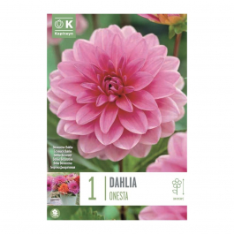 Bulbi Dalia Decorativa Alte 100cm - Miscuglio Colorato, Fioritura Garantita, Provenienza Olanda