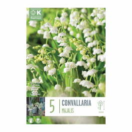 Bulbi Mughetto Bianco Convallaria - 10 Bulbi Profumati Per Giardino E Vaso | Fioritura Primaverile - Foto 7