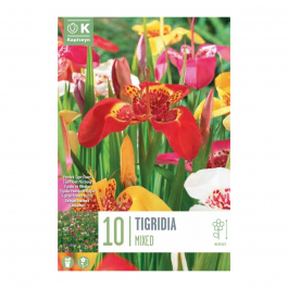 Bulbi Di Tigridia (Montbretia) - 50 Pezzi, 5 Varietà Colorate, Per Giardino E Vasi Dall'Olanda - Foto 2