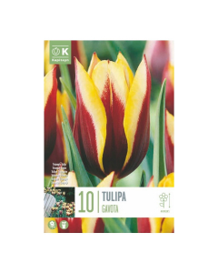 Bulbi di tulipani gavota