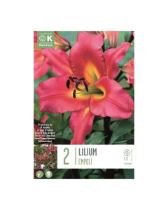 Bulbi di giglio Lilium Empoli Kapiteyn 2 pz