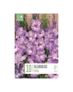 Bulbi di Gladioli Milka Kapiteyn 10 pz