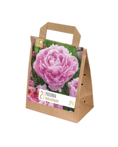 Paeonia lactiflora sarah bernhardt