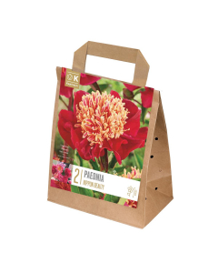Paeonia lactiflora flame