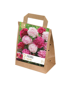 Paeonia lactiflora red + pink