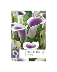 Bulbi di Calla Zantedeschia Picasso Kapiteyn 1 pz