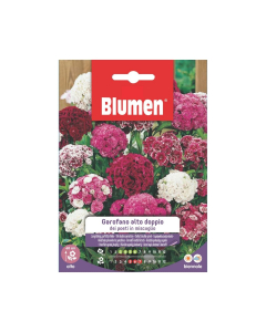 Semi Garofano dei poeti alto doppio mix