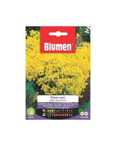 Semi Alisso nano giallo cesta d’oro