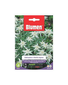 Semi Edelweiss o Stella alpina