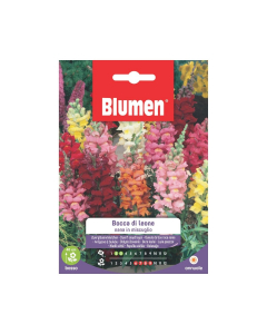 Semi Bocca di Leone nana in miscuglio