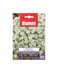 Semi Alisso bianco nano tappeto di neve