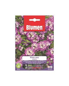 Semi Alisso Violetto nano