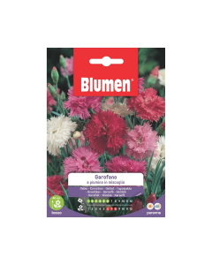 Semi Garofano a piumino in miscuglio