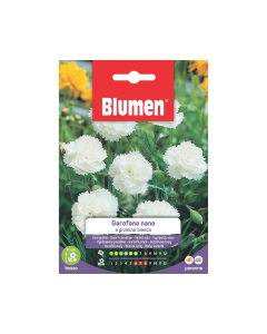 Semi Garofano nano a piumino bianco