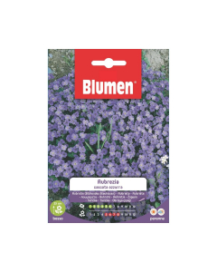 Semi Aubrezia cascata azzurra