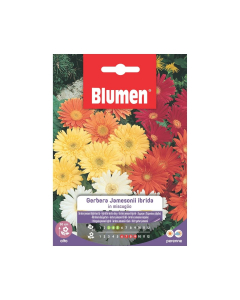 Semi di Gerbera Jamesonii ibrida in miscuglio