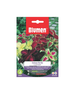 Semi di Coleus ibrido in miscuglio