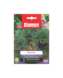 Semi di Bonsai di Pino