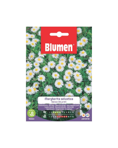 Semi di Margheritina selvatica bianca dei prati