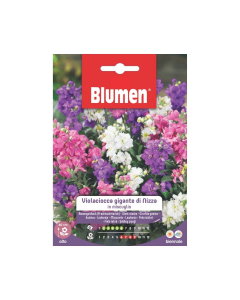 Semi di Violaciocca gigante di Nizza in miscuglio