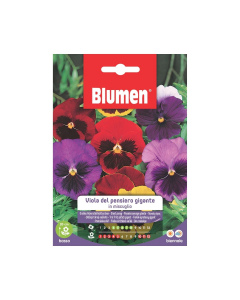 Semi di Viola del pensiero gigante in miscuglio