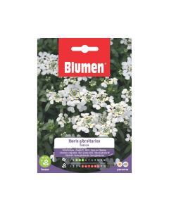 Semi di Iberis Gibraltarica bianco