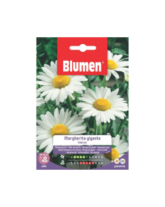 Semi di Margherita gigante bianca