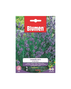 Semi di Lavanda vera da bordura