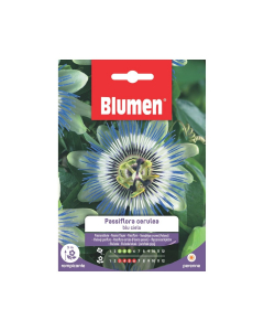 Semi di Passiflora cerulea blu cielo