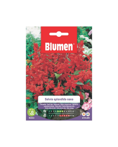 Semi di Salvia Splendida Nana