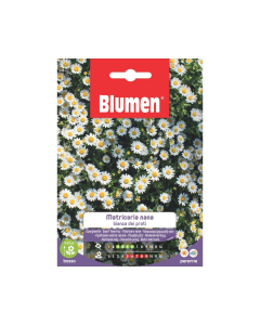 Semi di Matricaria Nana bianca dei prati