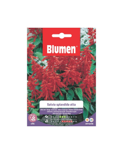 Semi di Salvia Splendida alta