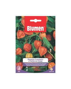 Semi di Physalis Franchetti o Lanterna Cinese