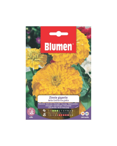 Semi di Zinnia gigante della California gialla