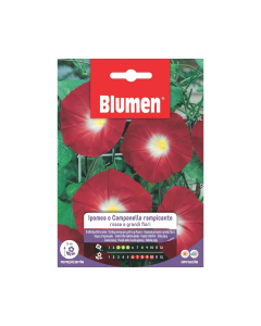 Semi di Ipomea o Campanella rampicante rossa
