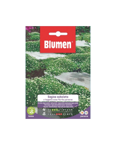 Semi di Sagina Subulata tappeto nano fiorito