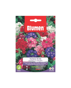 Semi di Verbena ibrida grandiflora in miscuglio