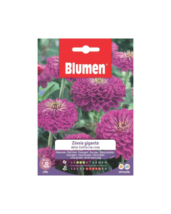 Semi di Zinnia gigante della California rosa