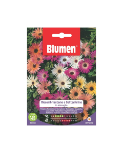 Semi Mesembriantemo o Settembrino