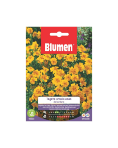 Semi Tagete Ursula nano da bordura