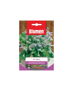 Semi di borragine Blumen