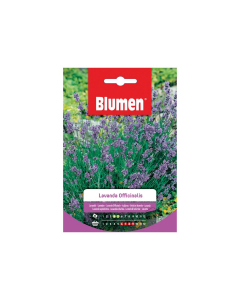 Semi di lavanda officinalis Blumen