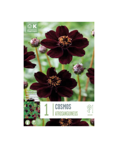 Bulbi di Cosmos Atrosanguineus Kapiteyn 1 pz