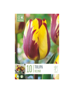 Bulbi di tulipani helmar