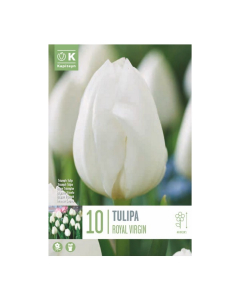 Bulbi di tulipani royal virgin