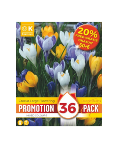 Bulbi di Crocus Large Flowering Kapiteyn 36 pz