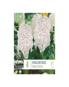 Bulbi di hyacinthus doub snow crystal