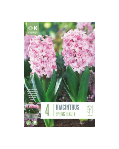 Bulbi di hyacinthus doub spring beauty