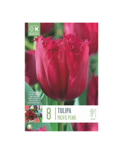 Bulbi di Tulipa Fringed Pacific Pearl Kapiteyn 8 pz